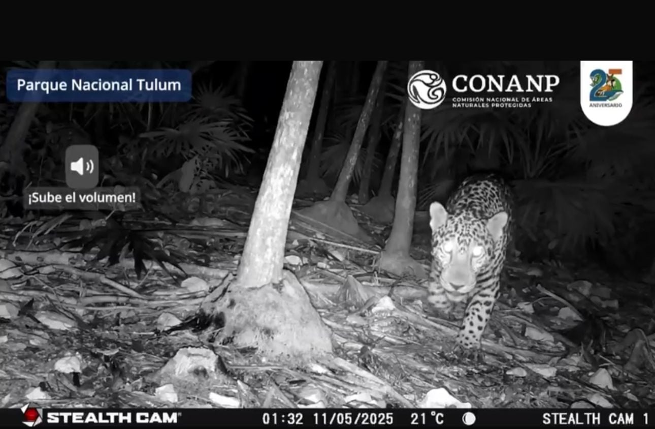 Videocámaras registran la presencia de un jaguar a 200 metros de la zona arqueológica de Tulum